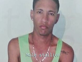 Male_stallion