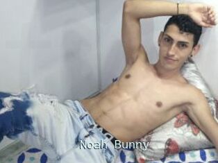 Noah_Bunny